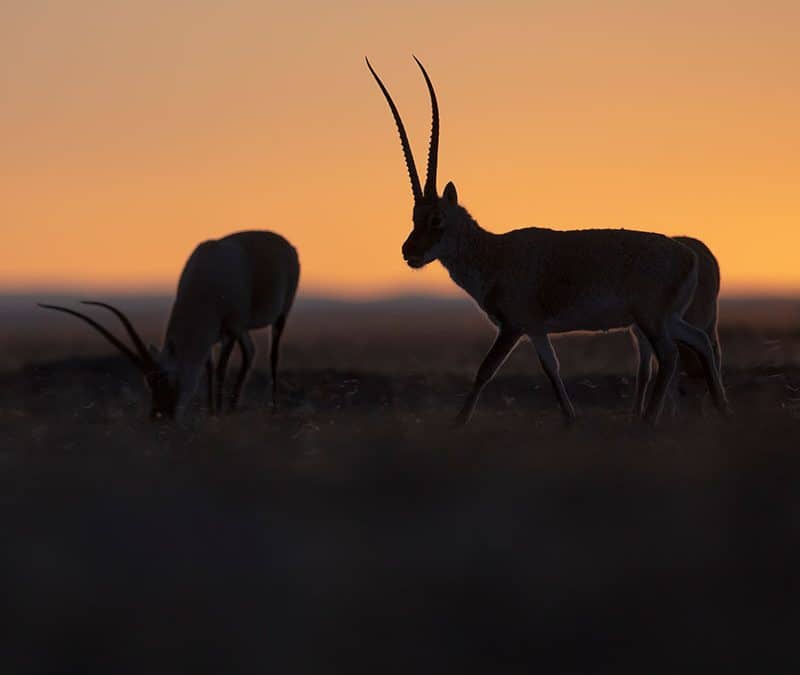 Tibetantilope vor Sonnenuntergang (c) Staffan Widstrand / WWF