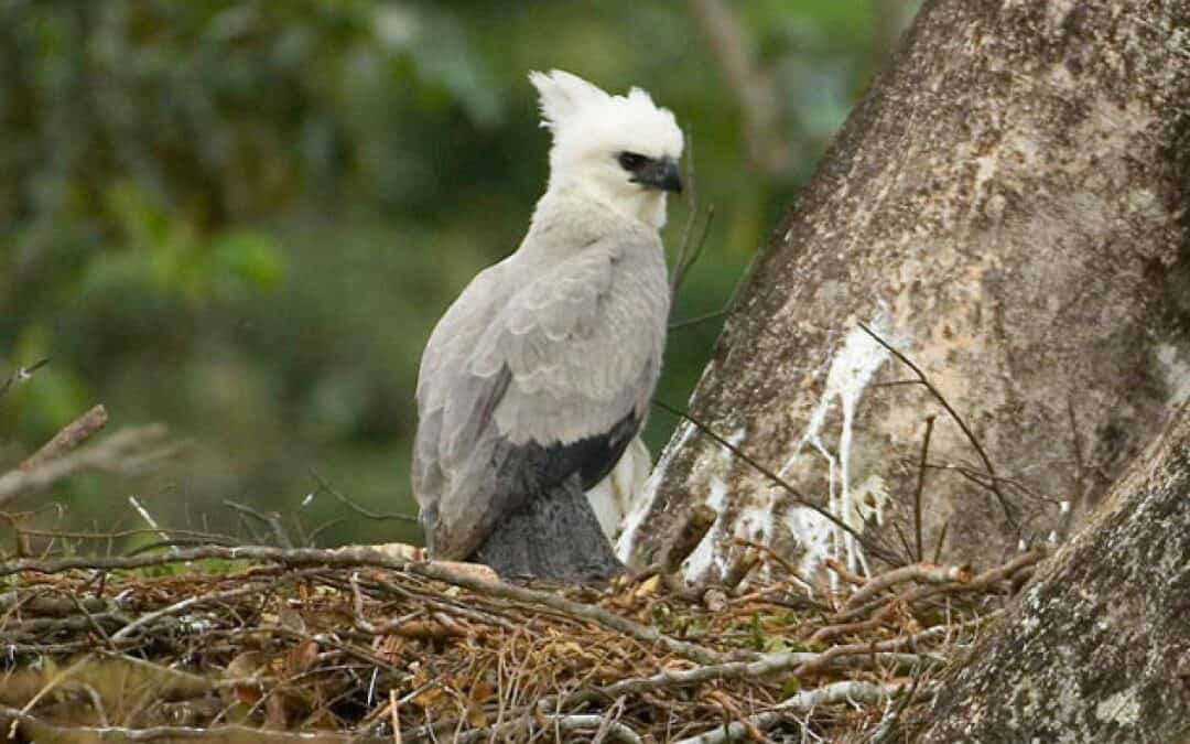 Harpyie auf Baumzweig (c) Zig Koch / WWF