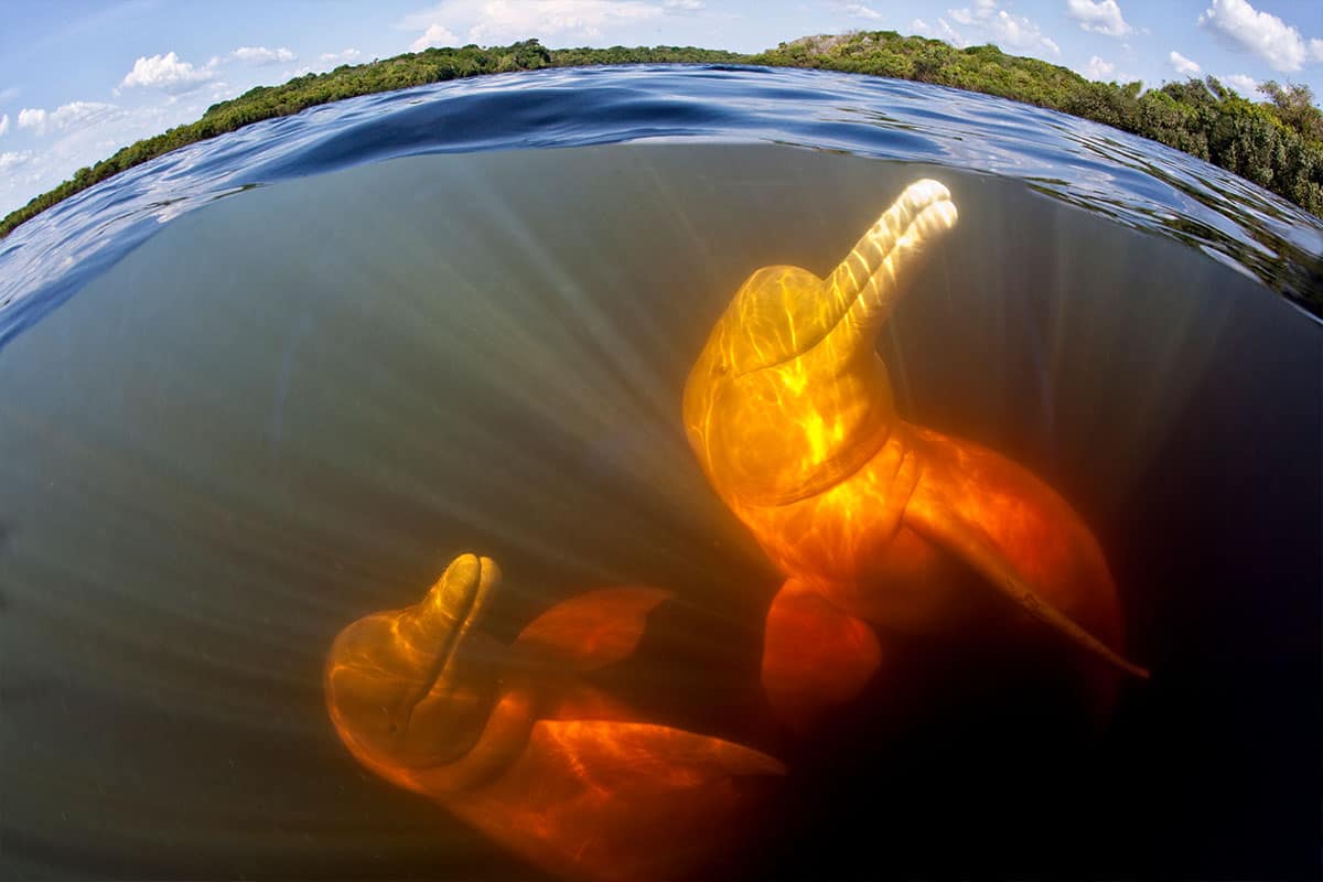 Flussdelfin (c) Franco Banfi / WWF