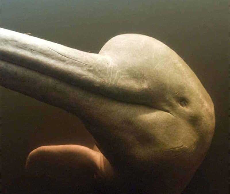 Flussdelfin Kopf Header (c) Andy Rouse