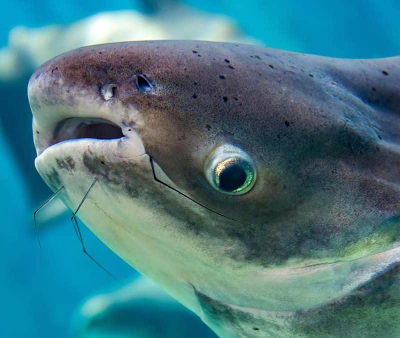 Mekong Riesenwels (c) AdobeStock