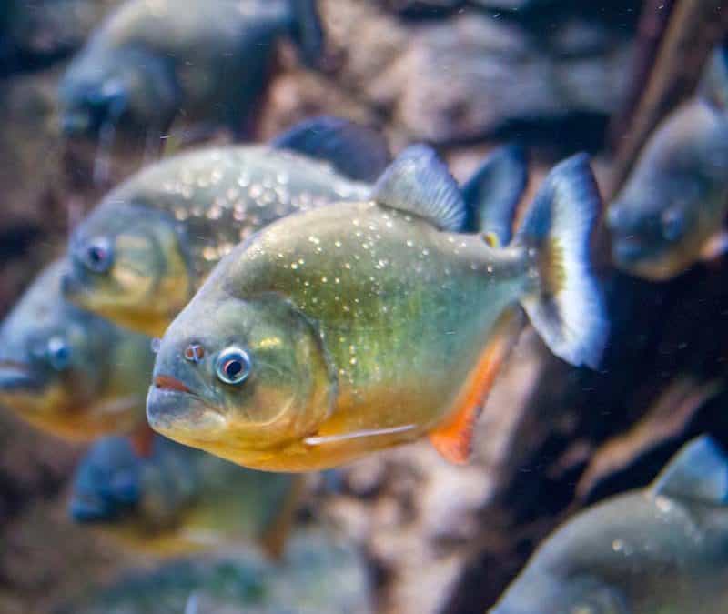 Piranha (c) AdobeStock