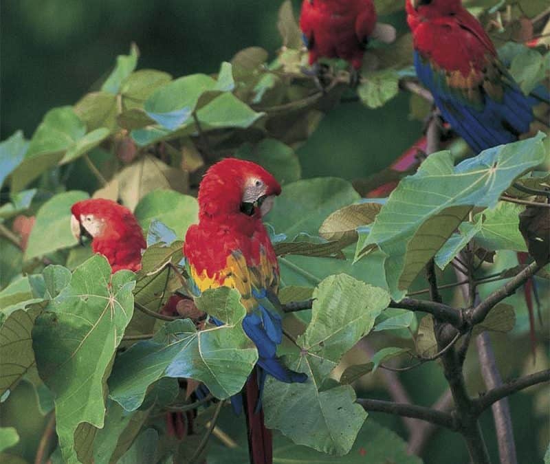 Ara in Baum (c) Andre Bärtschi / WWF Canon