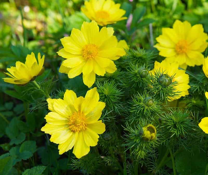 Adonisröschen Header (c) AdobeStock