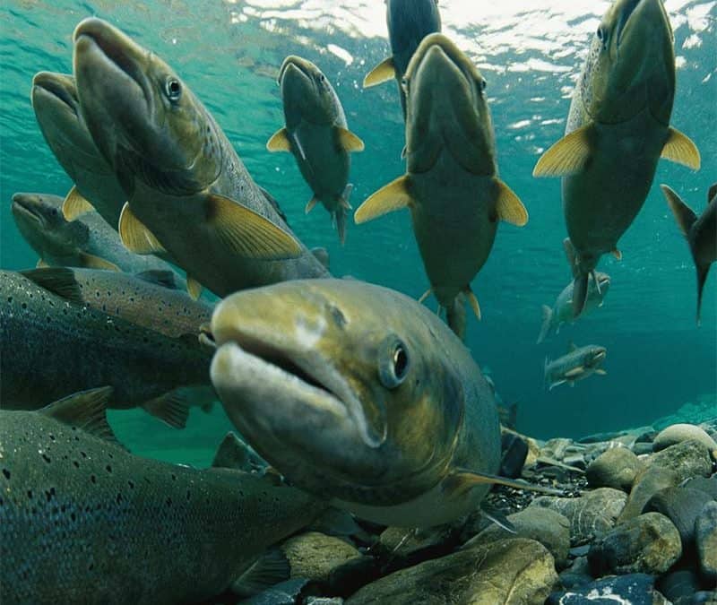 Atlantischer Seelachs Header (c) Paul Nicklen / WWF Canada