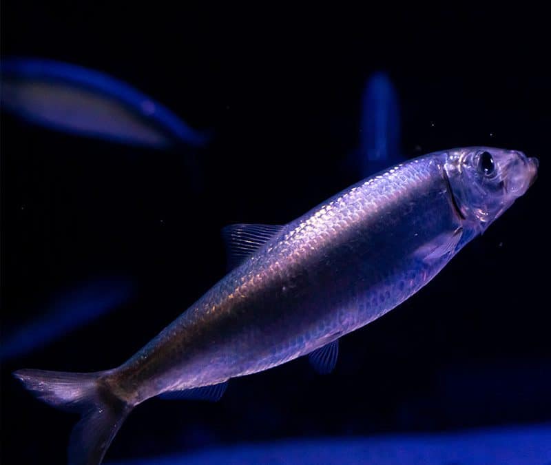 Hering (c) AdobeStock