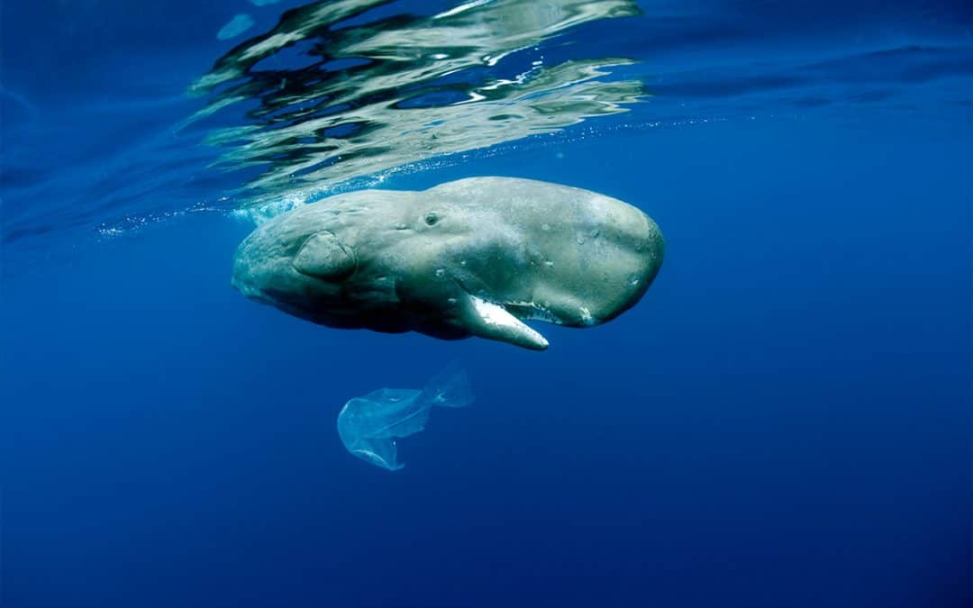 Ein Pottwal im Mittelmeer