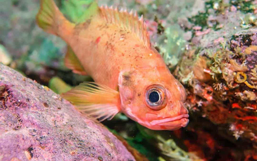 Rotbarsch seitlich Banner (c) AdobeStock