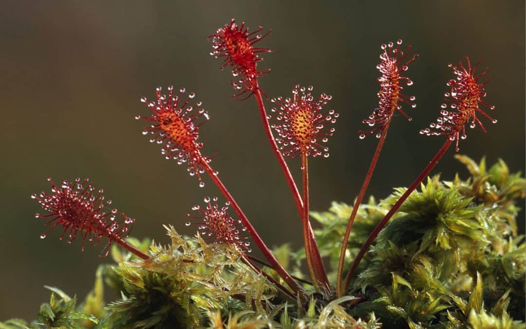 Sonnentau (c) Fritz Pölking / WWF