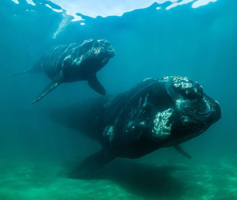 Kaper mit Jungtier (c) AdobeStock