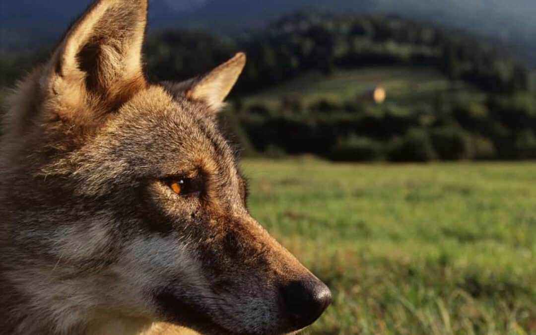 aktivitaeten-wolf-thema-wolf-fakten-wolf-wiese