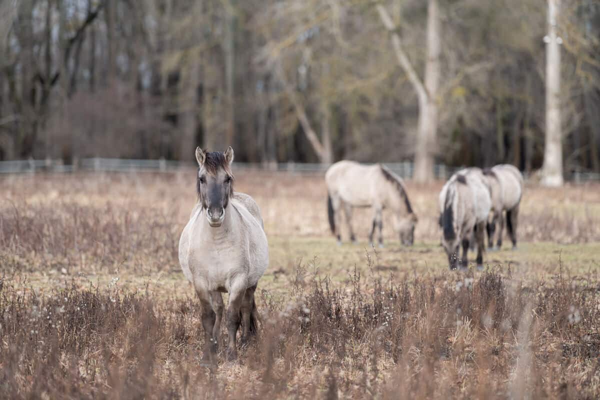 Herde aus Konikpferden. (c) Sonja Lindberg