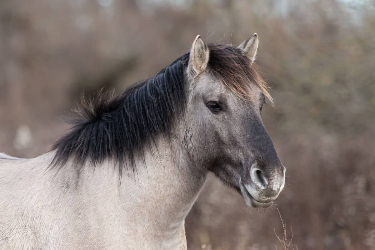 Konik-Pferd. (c) Sonja Lindberg