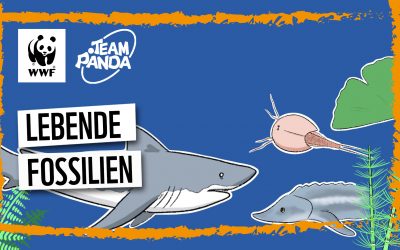 Video: Lebende Fossilien