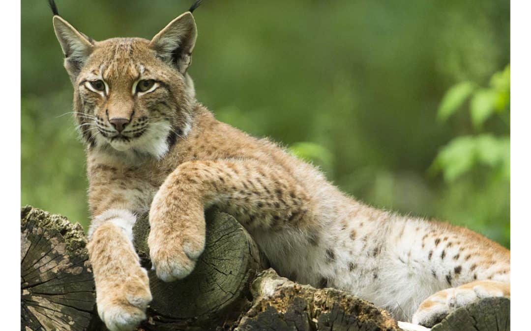 Eurasischer Luchs