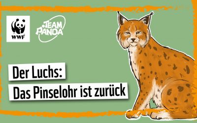Video: Der Luchs