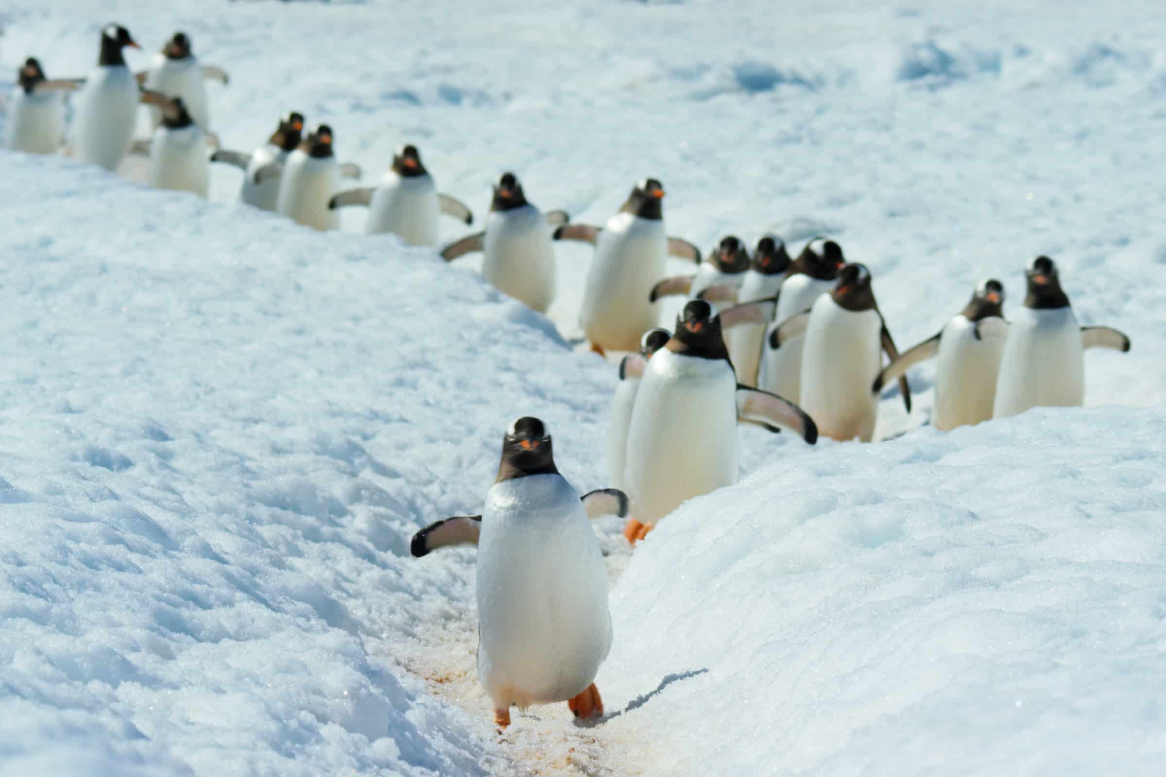 Eselspinguine©Jamie McPherson_Silverback_Netflix