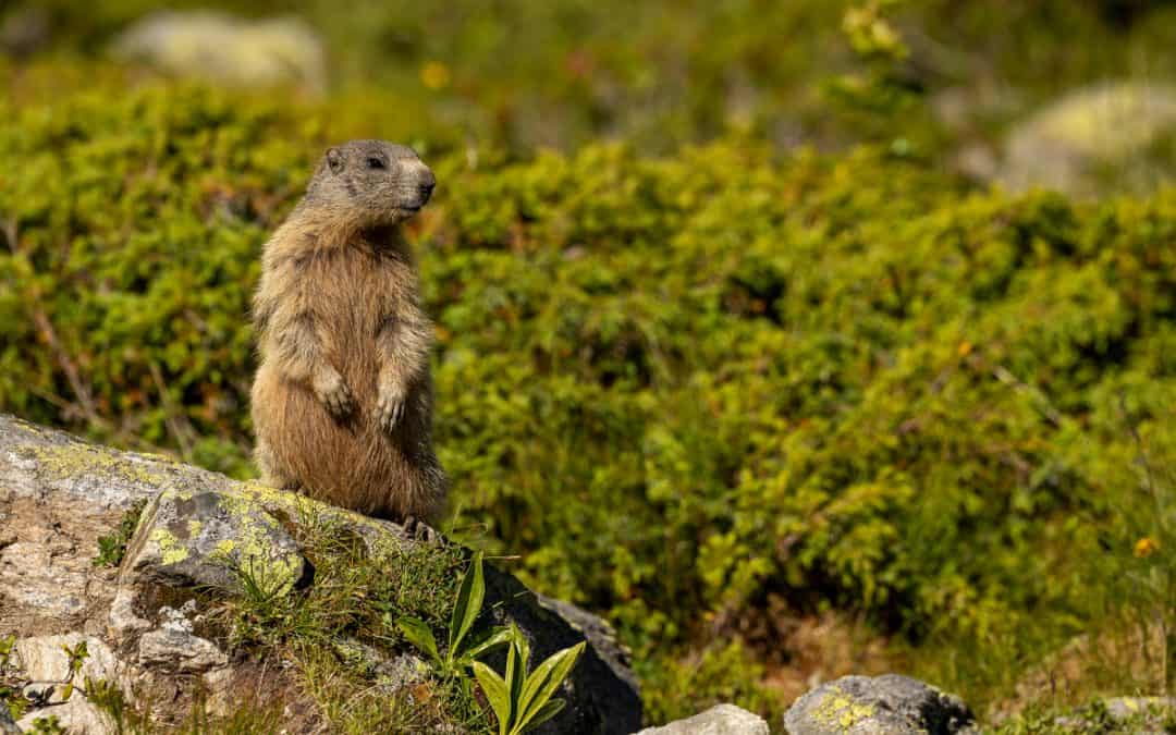 Ein Murmeltier im Platzertal