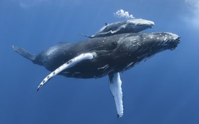 Wie Wale wandern: WWF-Bericht visualisiert Wal-Wanderrouten