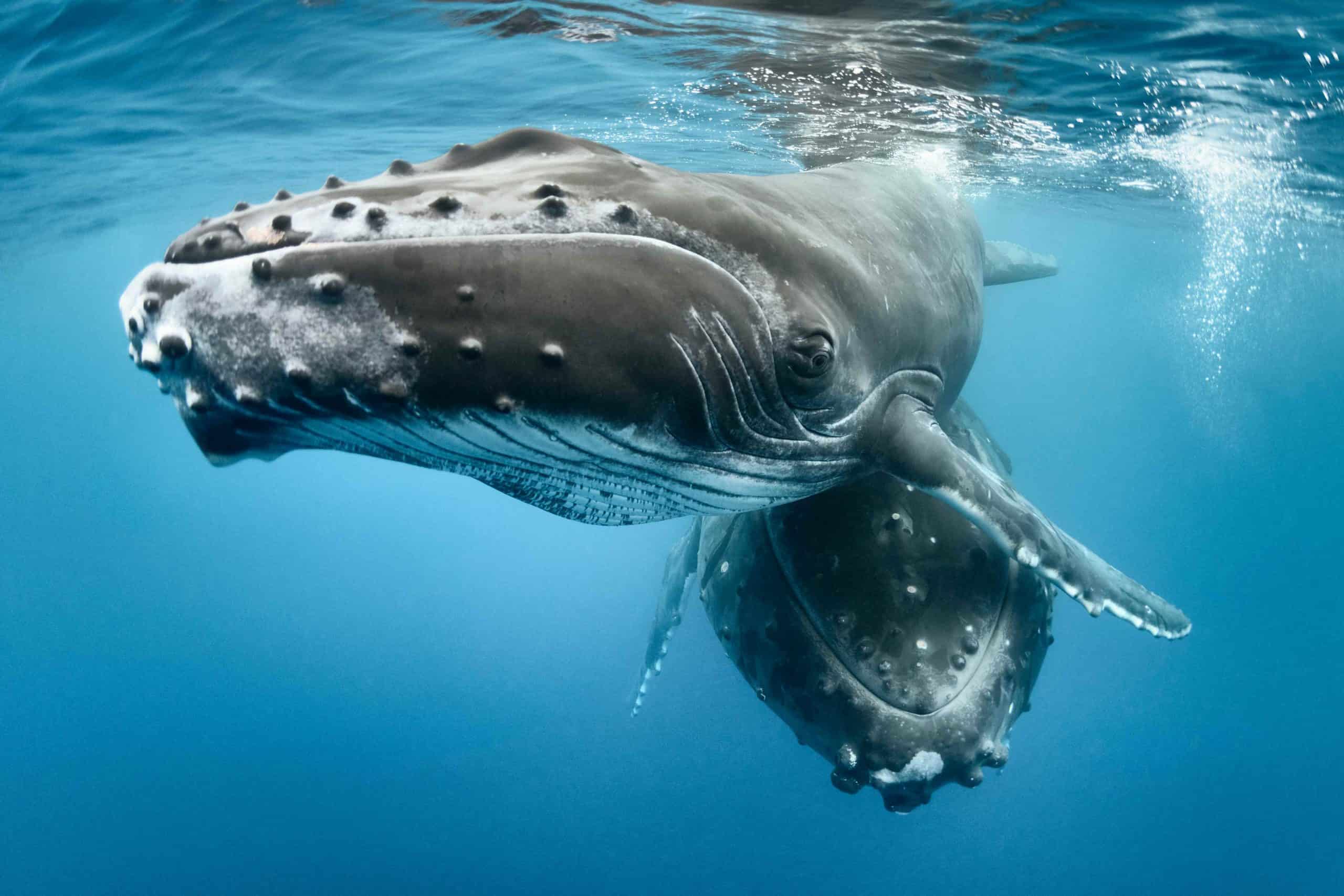 Ein Buckelwal mit Kalb © naturepl.com / Tony Wu / WWF Ein Buckelwal mit Kalb © naturepl.com / Tony Wu / WWF