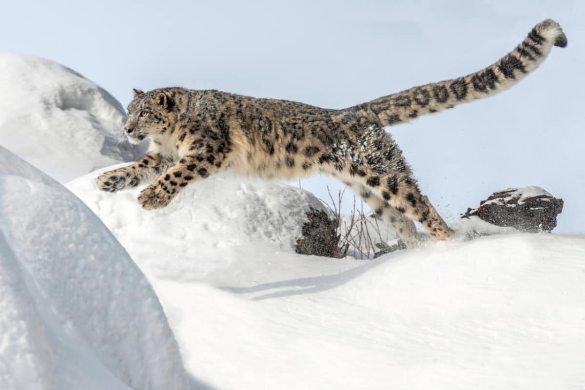 Ein-springender-Schneeleopard(c)AdobeStock_310082244