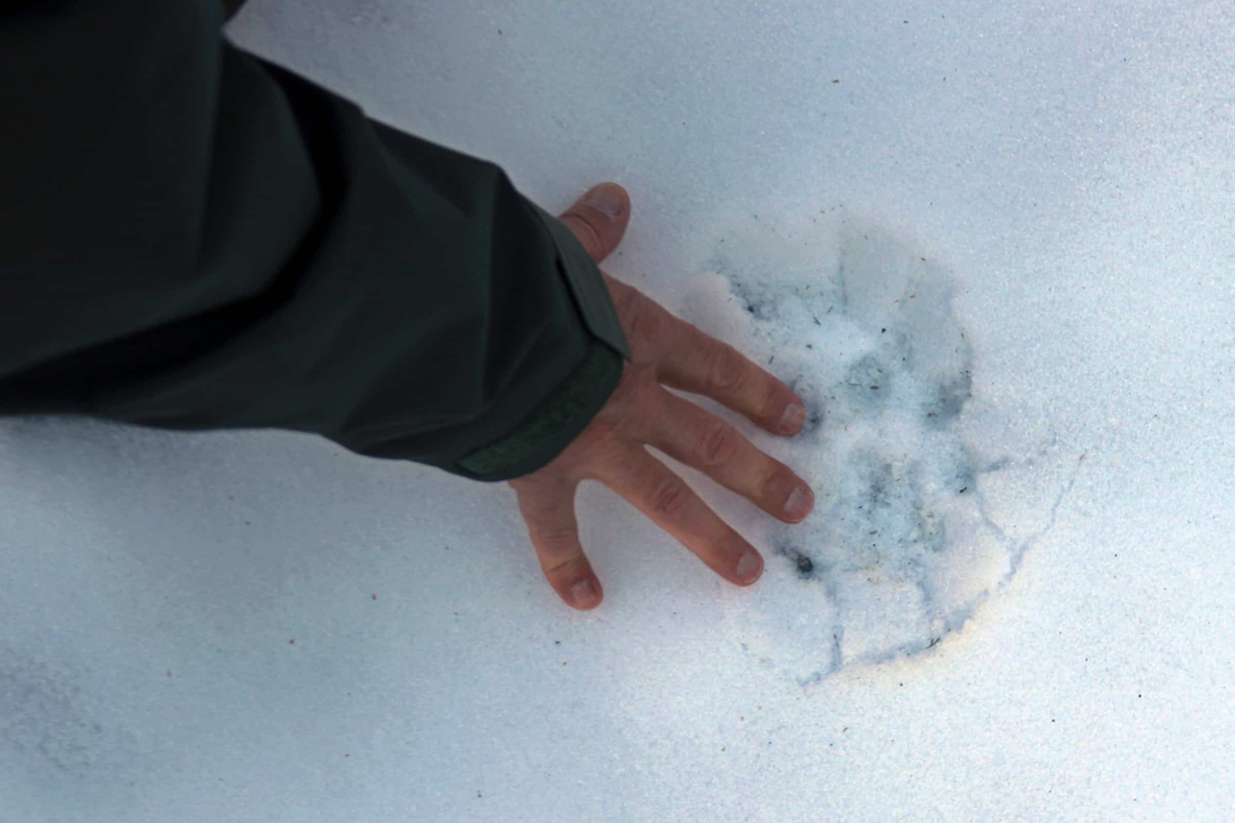 Schneeleopardenspur(c)OliverSamson_WWF-D Autobahnknoten