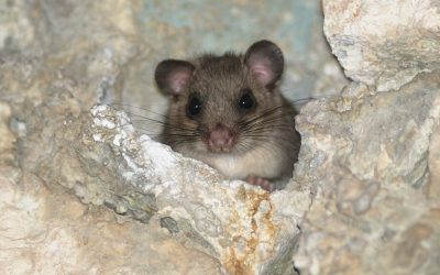 Die Wintertricks der Tiere