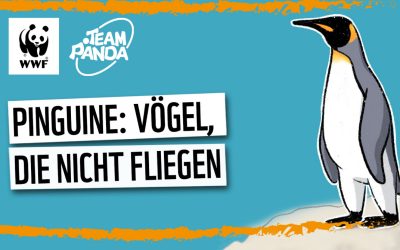 Video: Pinguine