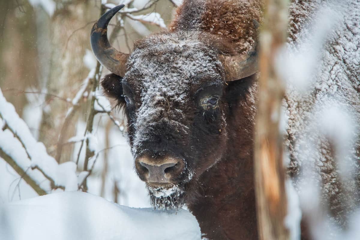 Wisent © Anton Agarkov / WHITEROAD.ME Wisent - Europäischer Bison
