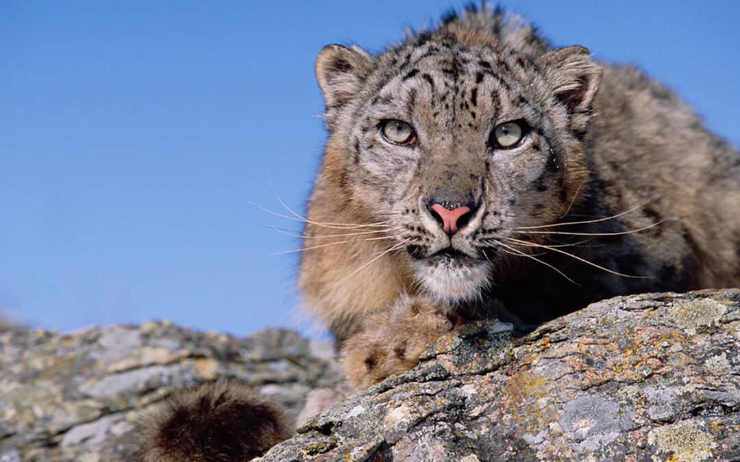 schneeleoparden bedroht