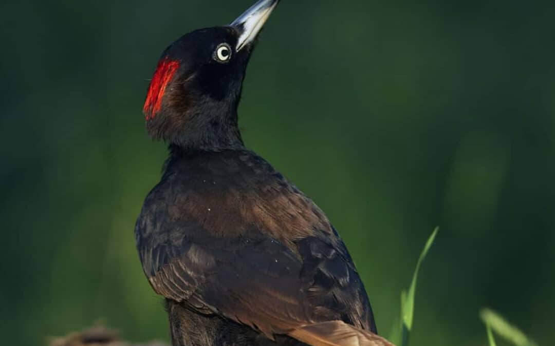 hirschkaefer-und-co-schwarzspecht