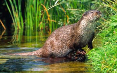 Fischotter nicht für Fischsterben verantwortlich