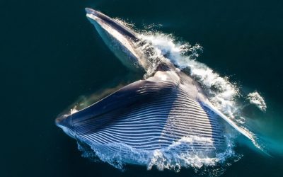 Delfine und Wale im Mittelmeer