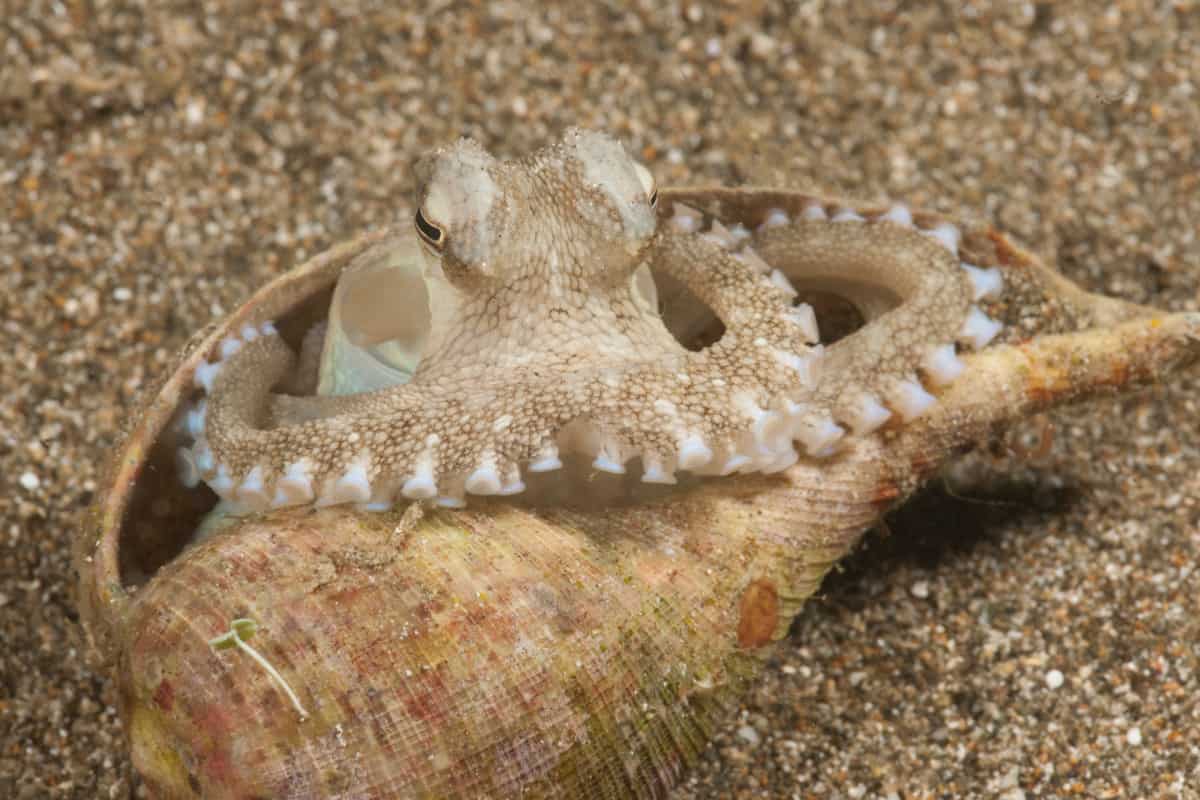 Ader- oder Venentintenfisch