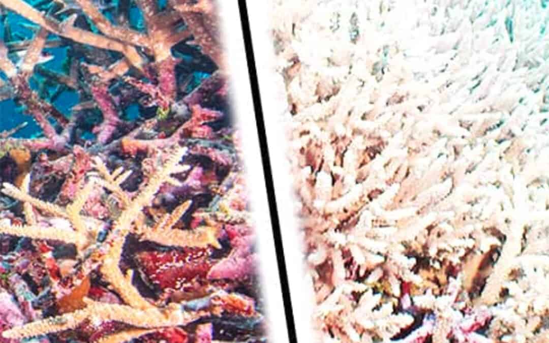 Klimawandel als Bedrohung für die Meere