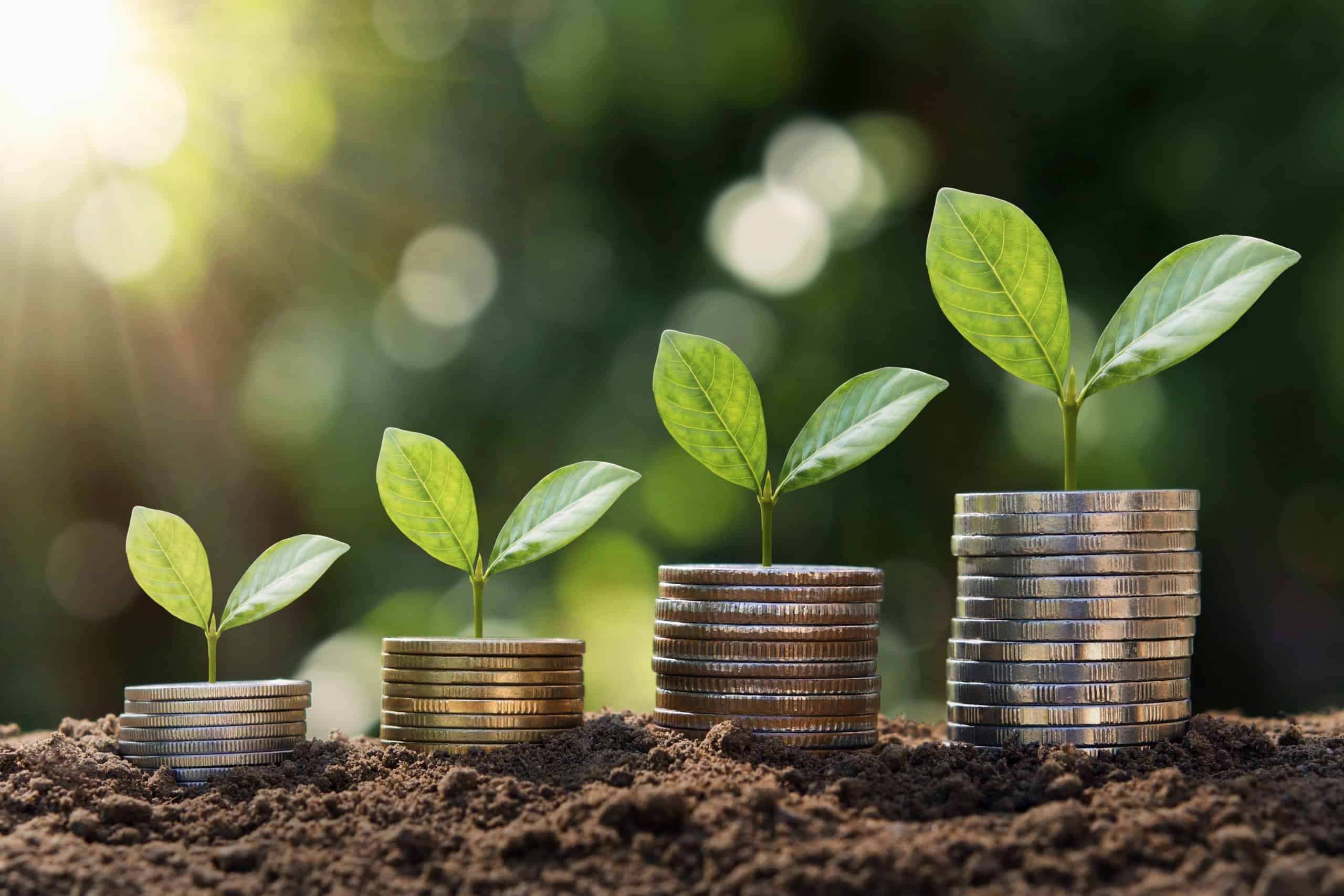 plant growing step on coins. concept finance and accounting