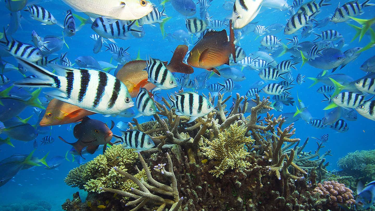 Fische im Great Barrier Reef Fische im Great Barrier Reef