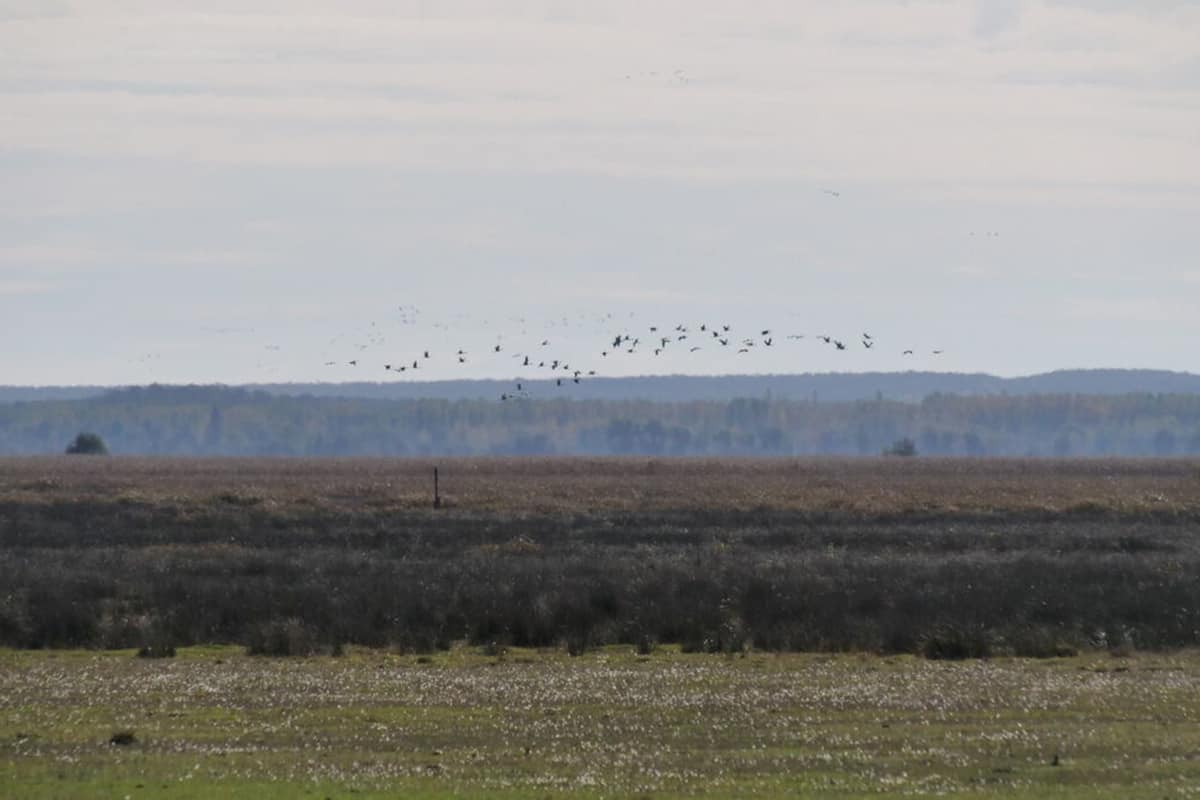 Kranichzug am Neusiedlersee. (c) Walther Gastinger/WWF