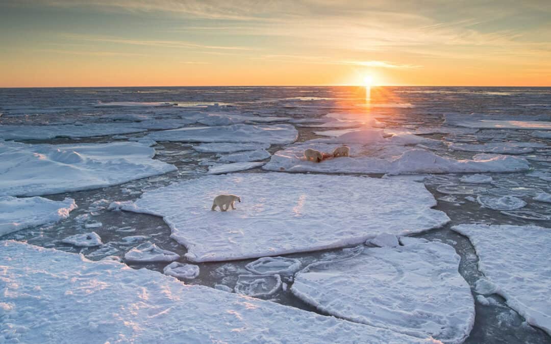 arktis-packeis-eisbaeren
