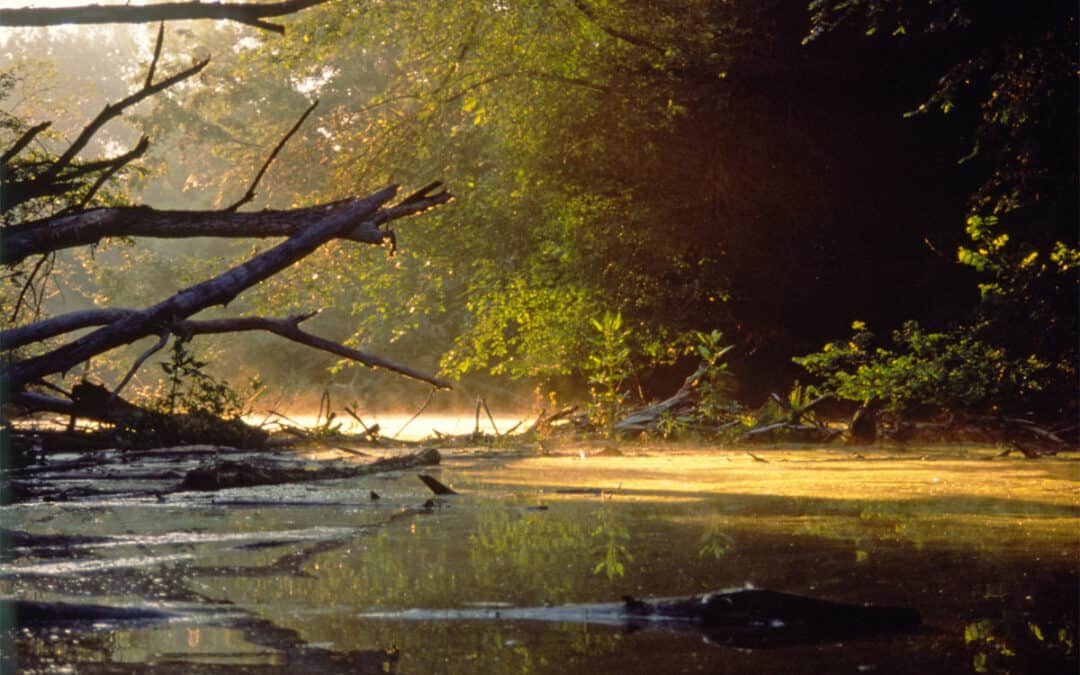 Stopfenreuther Au Morgenstimmung