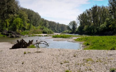 Neuer Umweltbericht: WWF fordert Absage des Lobautunnels