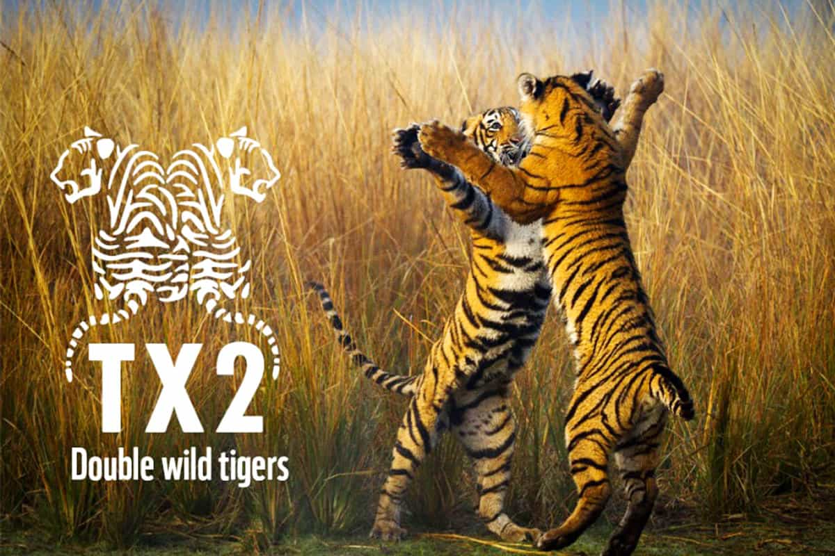 wwf-at_tx2-tigerprojekt_1200x800(c)Souvik Kundu / WWF TX2 Tiger-Projekt: Freilebende Tiger bis 2022 verdoppeln