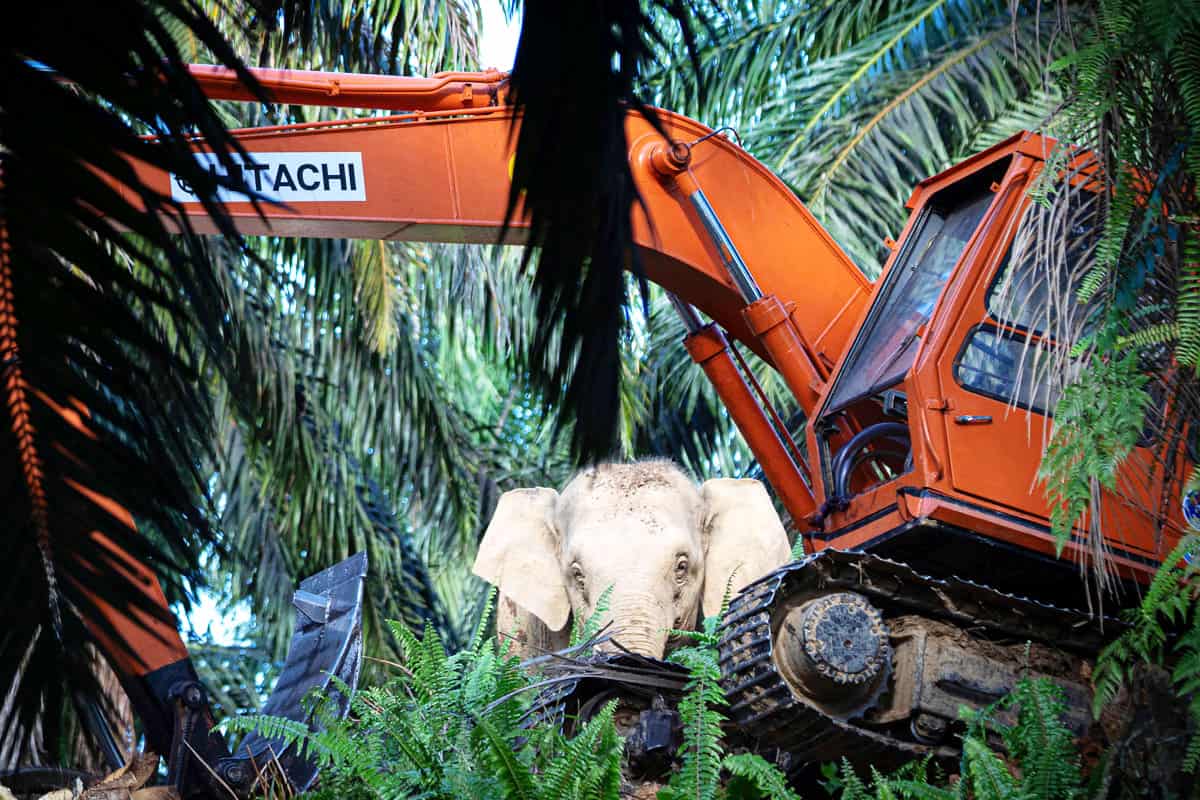wwf-at_Borneo-Elefant nahe eines Baggers_1200x800_(c)_Aaron Gekoski WWF-US Borneo-Elefant nahe eines Baggers