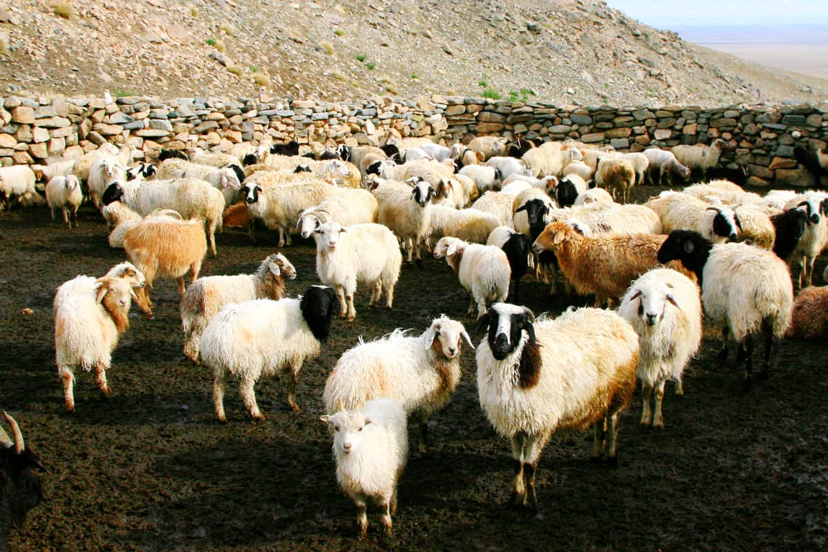 wwf-at_Eine_Schafherde_in_der_Altai-Sayan_Region_1200x800_(c)Frans Schepers _ WWF-Netherlands Eine Schafherde in der Altai-Sayan Region