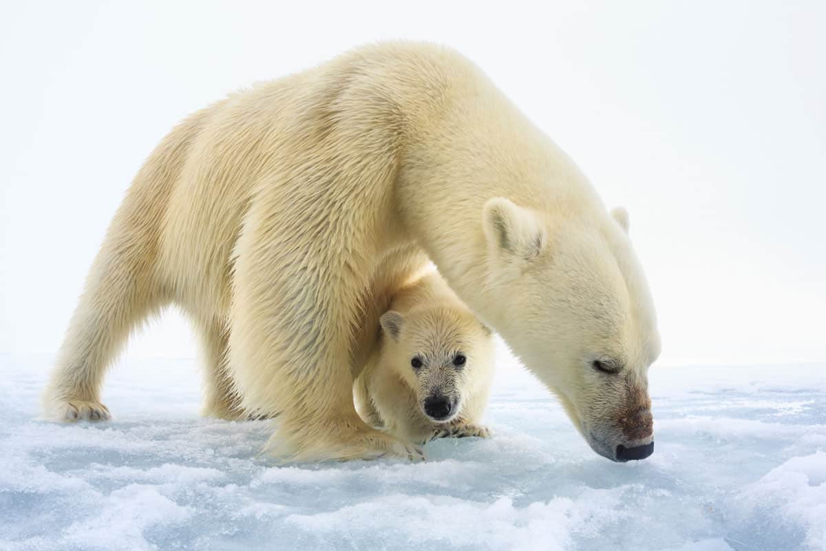 wwf-at_Eisbaermutter_mit_Junges_1200x800(c)naturepl.com / Tony Wu / WWF Eisbärenweibchen mit einem einzelnen, erst wenige Monate altem Jungtier