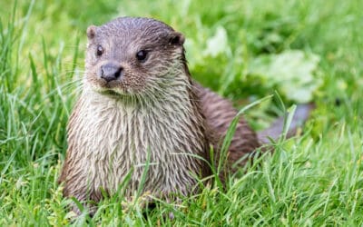 WWF kritisiert geplante Fischotter-Tötungen in Salzburg