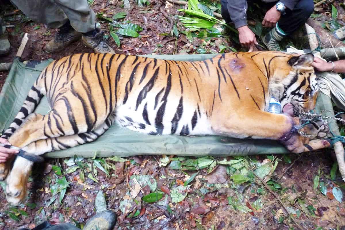 wwf-at_Geretteter_Tiger_in_Schlingfalle_1200x800(c)WWF-Malaysia/Lau Ching Fong Ein in einer Schlingfalle gefangener Tiger wird von Wildhüter*innen gerettet