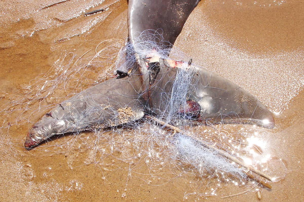 wwf-at_Irawadi-Delfin verfangen in einem Fischernetz_1200x800_(c)_WWF Cambodia Irawadi-Delfin verfangen in einem Fischernetz