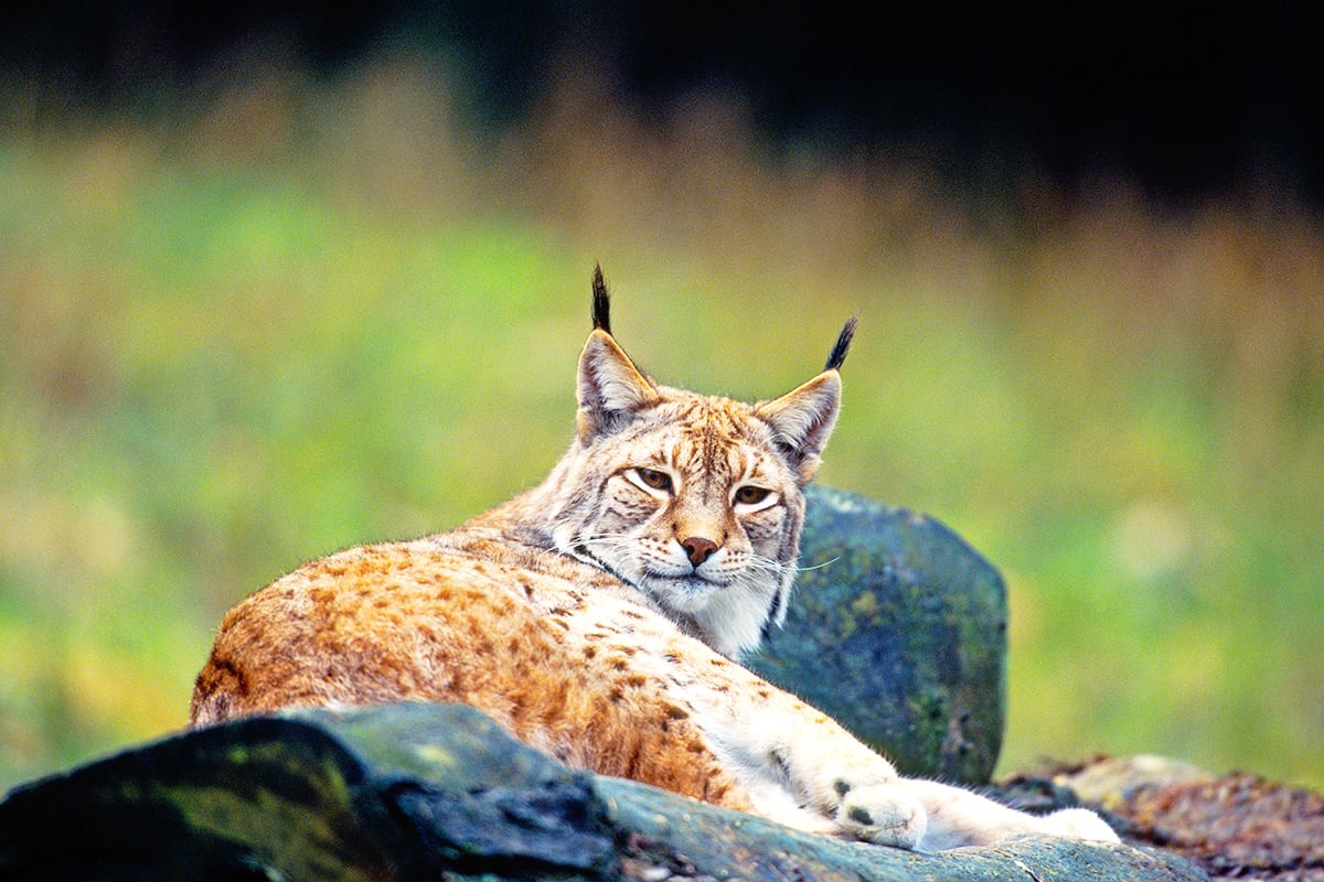 Luchs ruht sich aus(c)H. Glader / 4nature Luchs ruht sich aus