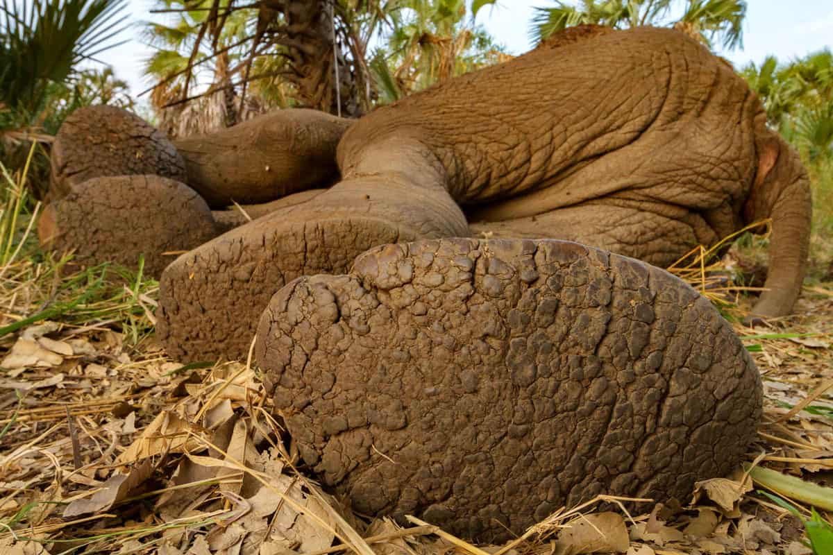 wwf-at_Nahaufnahme des Fußes eines toten Elefanten_1200x800_(c)_naturepl.com Jen Guyton WWF Nahaufnahme des Fußes eines toten Elefanten